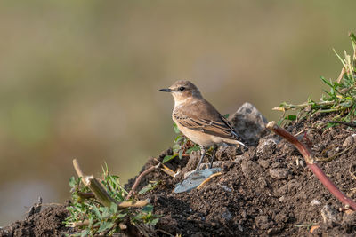 Bird perching on a plant