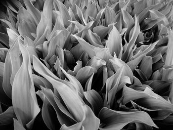 Full frame shot of white flowering plants