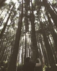 Low angle view of trees in forest on sunny day