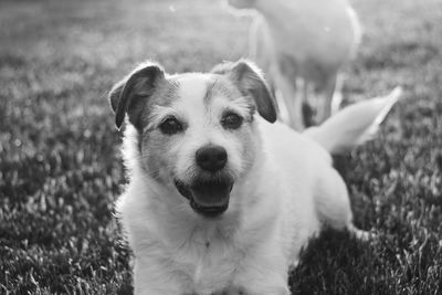 Portrait of dog on field