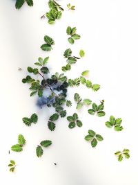 High angle view of plant against white background