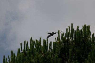 Low angle view of plants on tree against sky