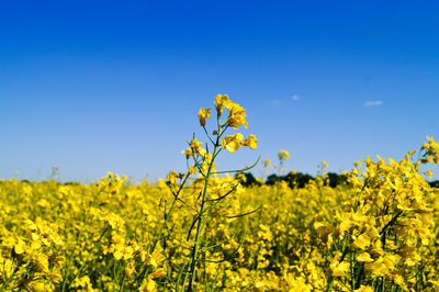 Yellow flowers blooming in field