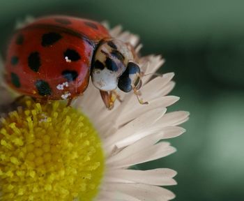 Beetle on a daisy flower