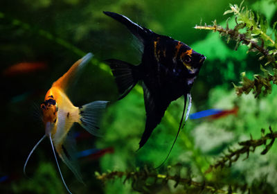 Close-up of fish swimming in sea