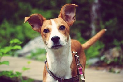 Close-up portrait of dog