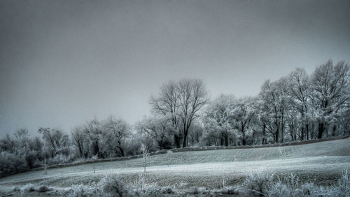 Trees on field against clear sky