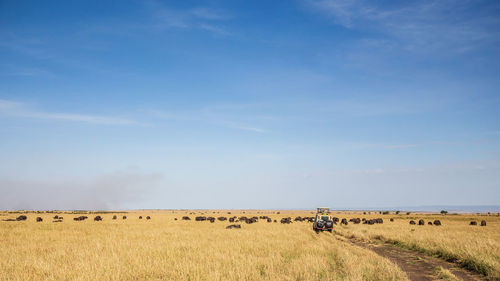 Scenic view of agricultural field against sky