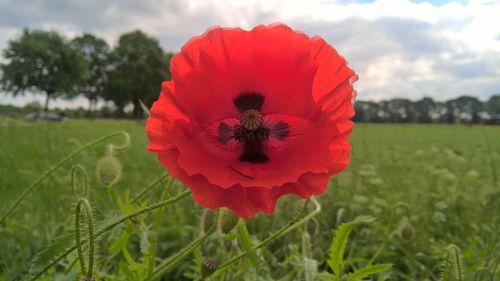 Close-up of red poppy blooming in field