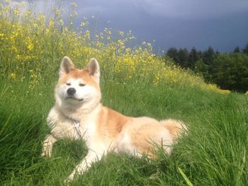 Dog on field against sky