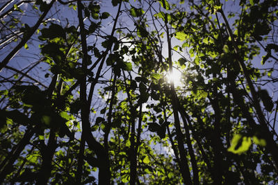 Low angle view of sunlight streaming through tree