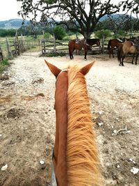 Horse on field