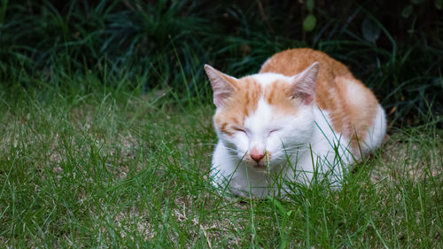 Cat lying on grass