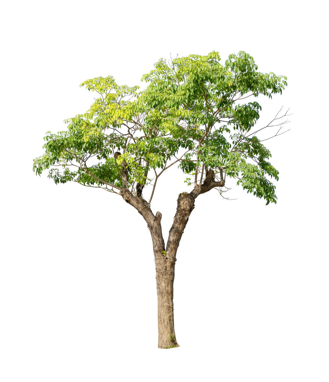 TREE AGAINST WHITE BACKGROUND AGAINST CLEAR SKY