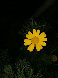 Close-up of yellow flower blooming outdoors