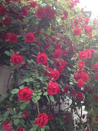 Close-up of pink flowers