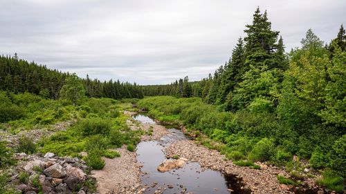 A river flowing at gisborne flowage through the countryside of margaree valley near birch plain, ns