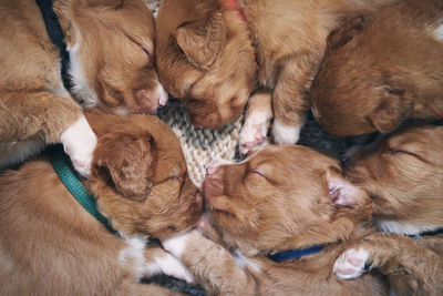 Cute dogs sleeping on blanket at home. purebred puppy of nova scotia duck tolling retriever.