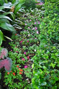 Close-up of flowers blooming outdoors