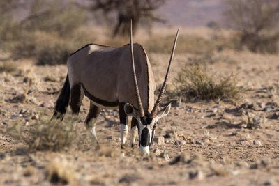 View of a horse on field