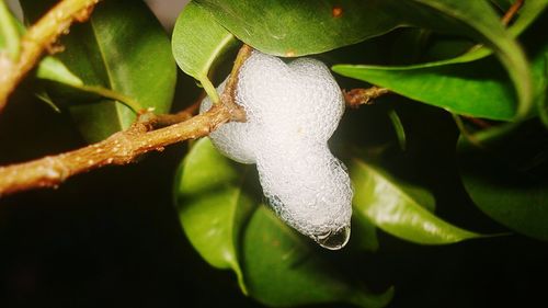 Close-up of leaves