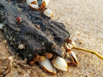 Close-up of seashell on beach