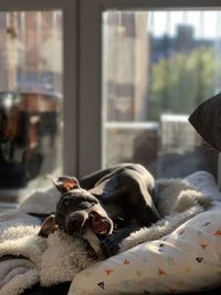 Portrait of dog relaxing with a bone in window at home