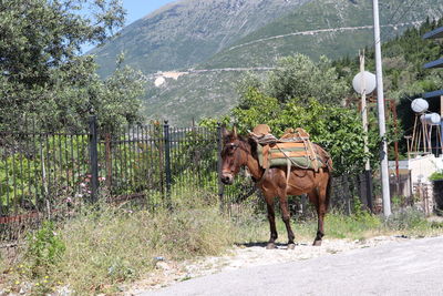 View of horse on road by trees