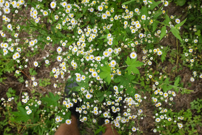 Close-up of white flowers