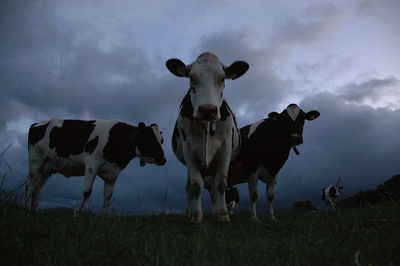 Cows on field against dramatic sky