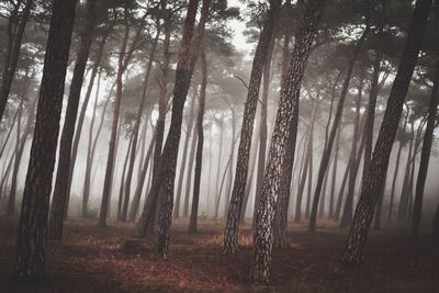 View of trees in forest