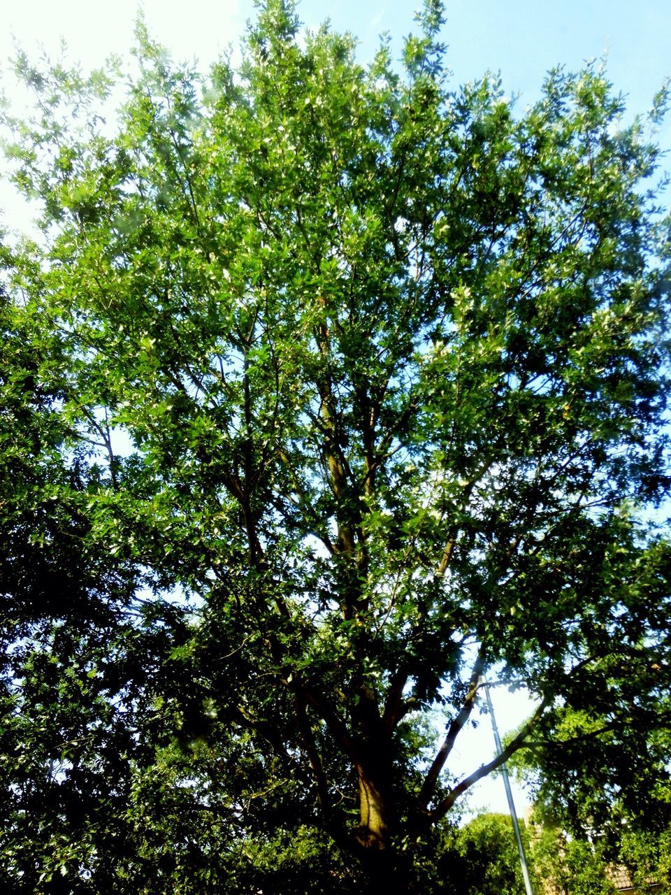 tree, low angle view, growth, branch, green color, nature, tranquility, sky, beauty in nature, leaf, day, lush foliage, outdoors, no people, tree trunk, backgrounds, green, full frame, forest, clear sky