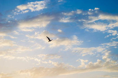 Low angle view of bird flying against sky