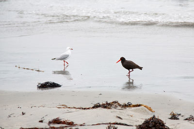 Seagulls perching on a beach