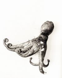 Close-up of lizard against white background