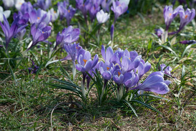 Close-up of purple crocus blooming on field