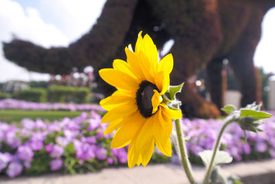 Close-up of yellow flower