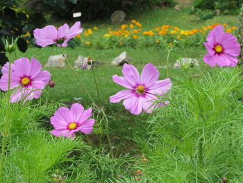 Close-up of pink cosmos flowers on field