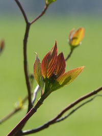 Close-up of caterpillar on plant