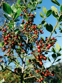 Close-up of berries on tree