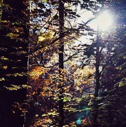 Low angle view of trees