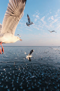 Seagulls flying over sea against sky