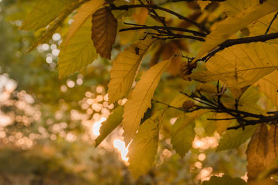 Low angle view of yellow leaves on tree