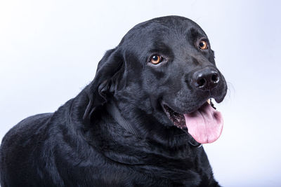 Close-up portrait of black dog against white background