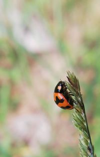 Close-up of ladybug on plant