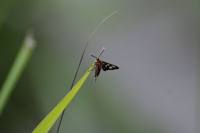 Close-up of insect on plant