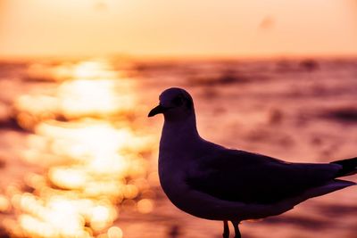 Close-up of seagull perching on a sea