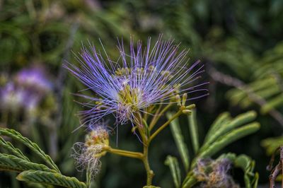 Close-up of purple flowers