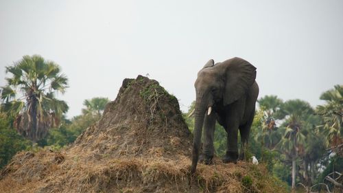 Low angle view of elephant against clear sky