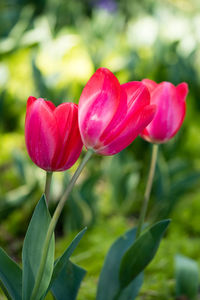 Close-up of red tulip